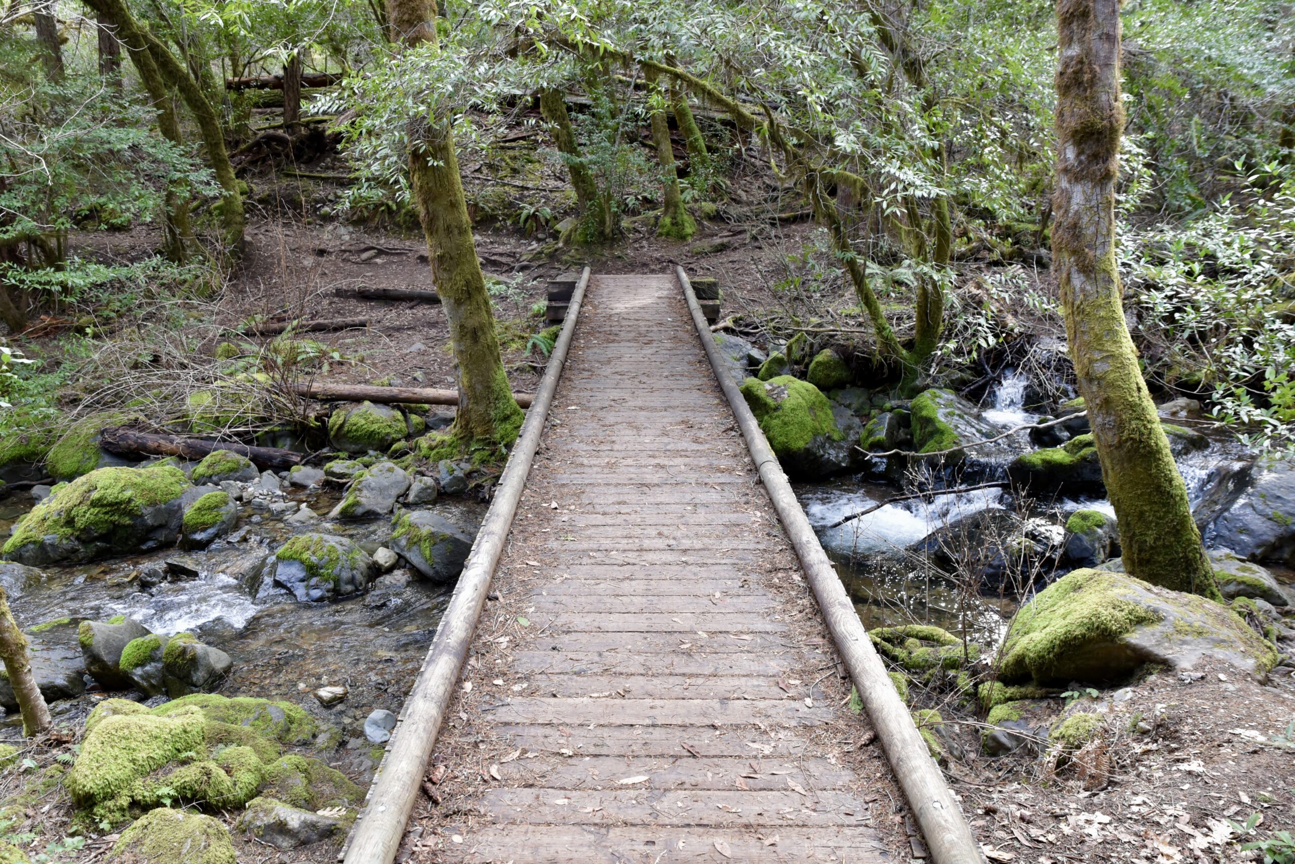 Small footbridge leading over a narrow river, the scene is quiet and calm, with short trees and foliage dispersed around the river.