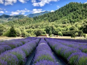 The hills set a beautiful green backdrop to compliment the purple lavender field that pops in contrast.