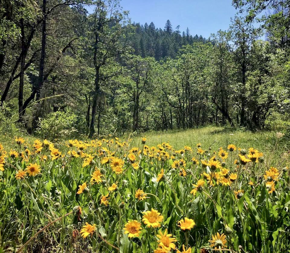 Wildflowers in a field, scenic spring hikes around Grants Pass