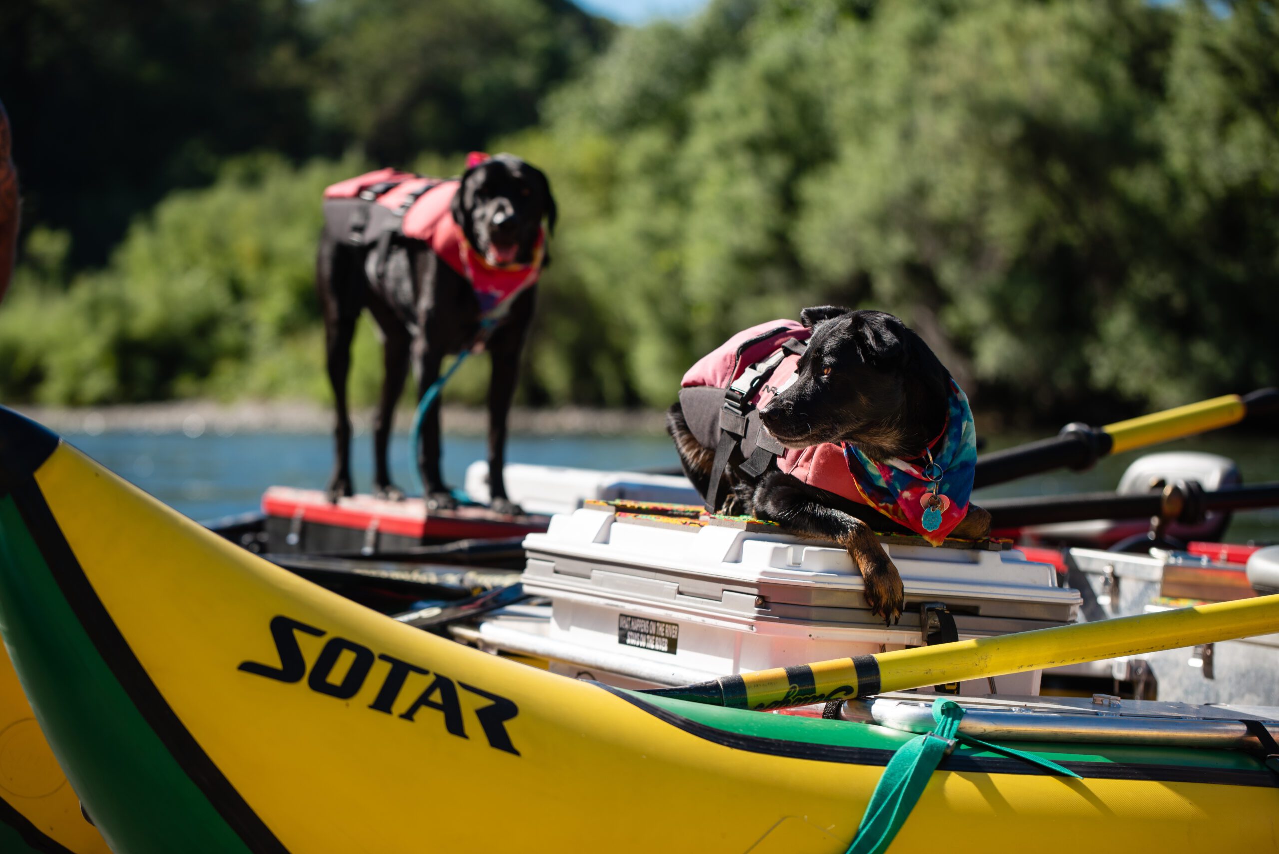 Dog in a life jacket on a raft.