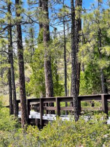 Eight Dollar Mountain hiking trail, small wood bridge winding through tall trees, with hanging branches covered in small green leaves.