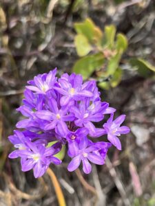 Seen from the trail at Eight Dollar Mountain, a bright purple wildflower against an unfocused background.