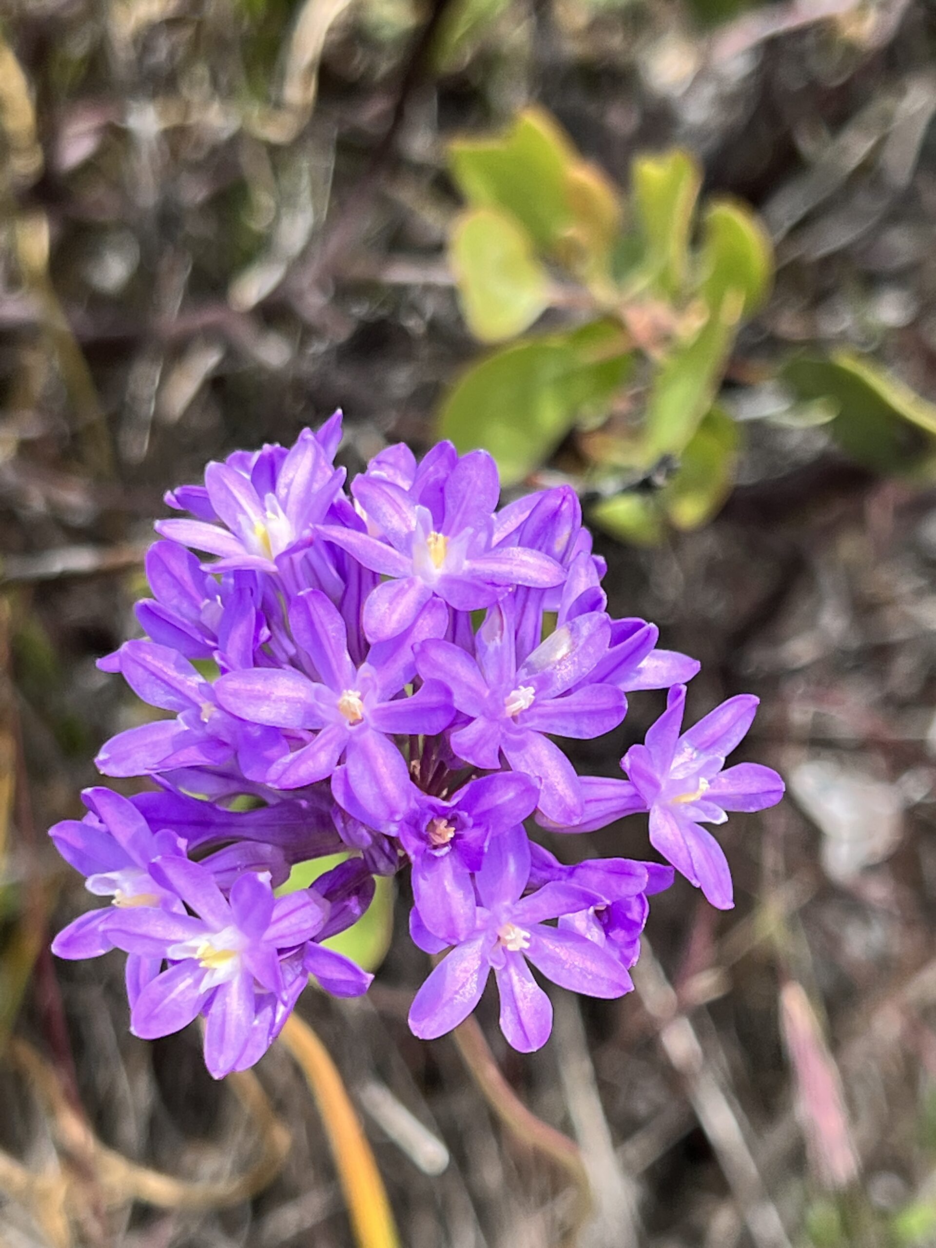 Seen from the trail at Eight Dollar Mountain, a bright purple wildflower against an unfocused background.