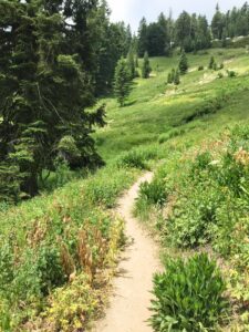 Trail winding up a hill covered in bright green grass and trees scattered throughout, view while hiking up Mount Ashland.