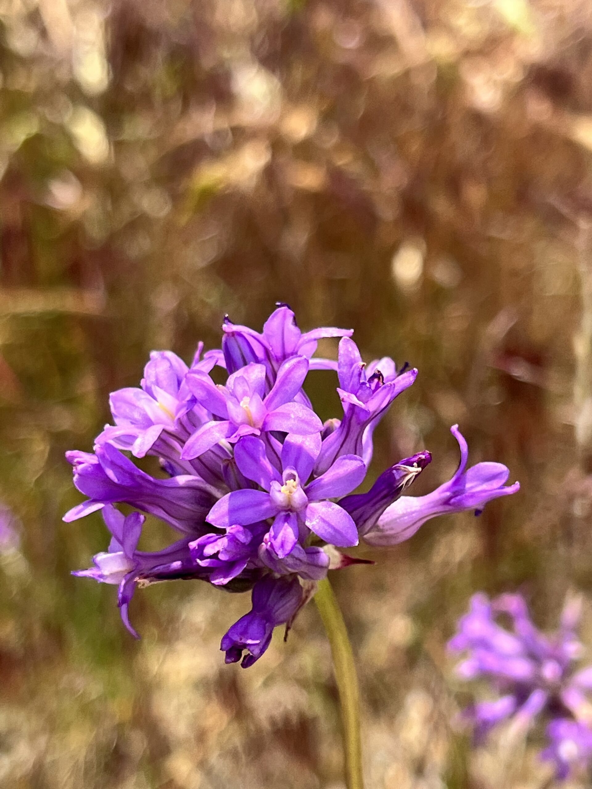 Bright purple blossoming wildflower against an unfocused background of tall tan grass.