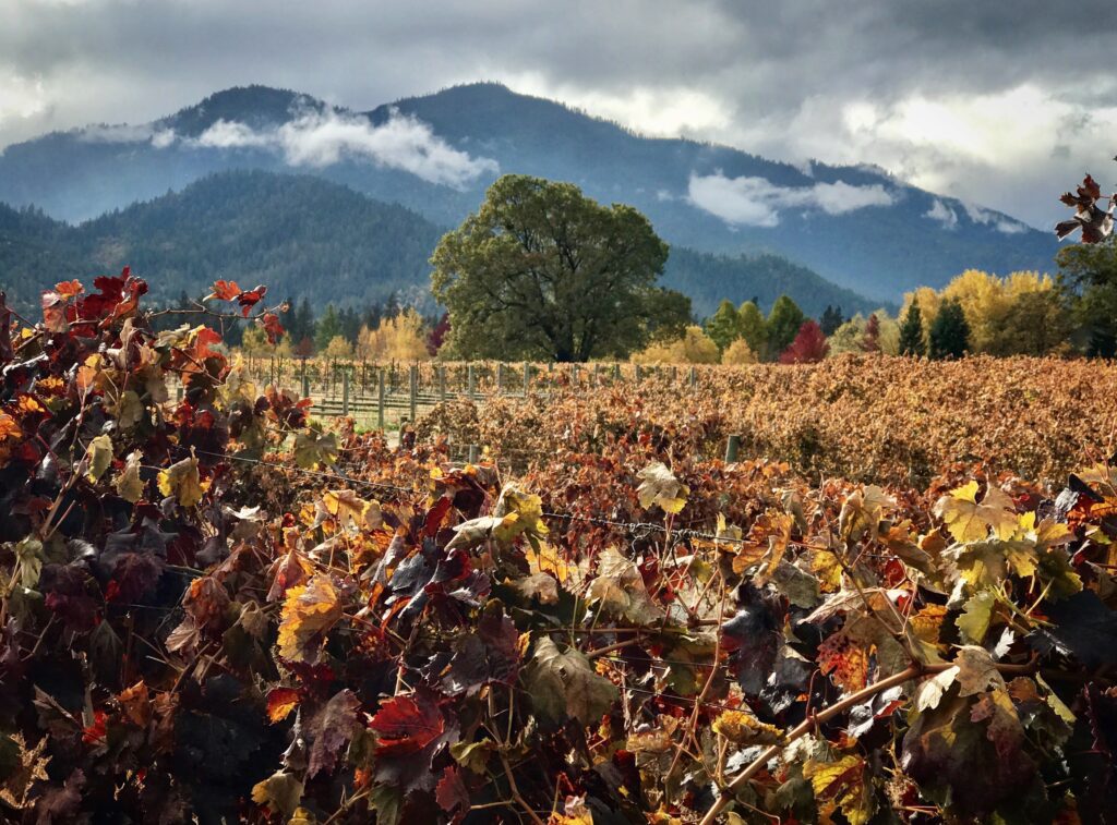 View across a field in a foggy fall day, the plants are dried out in a crisp orange, yellow, and red. There is one green tree centered in the background, in front of a range of hills with low clouds whisping through.