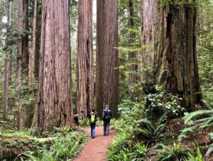 Two hikes walk up a path between massive trees in the Redwoods Forest.