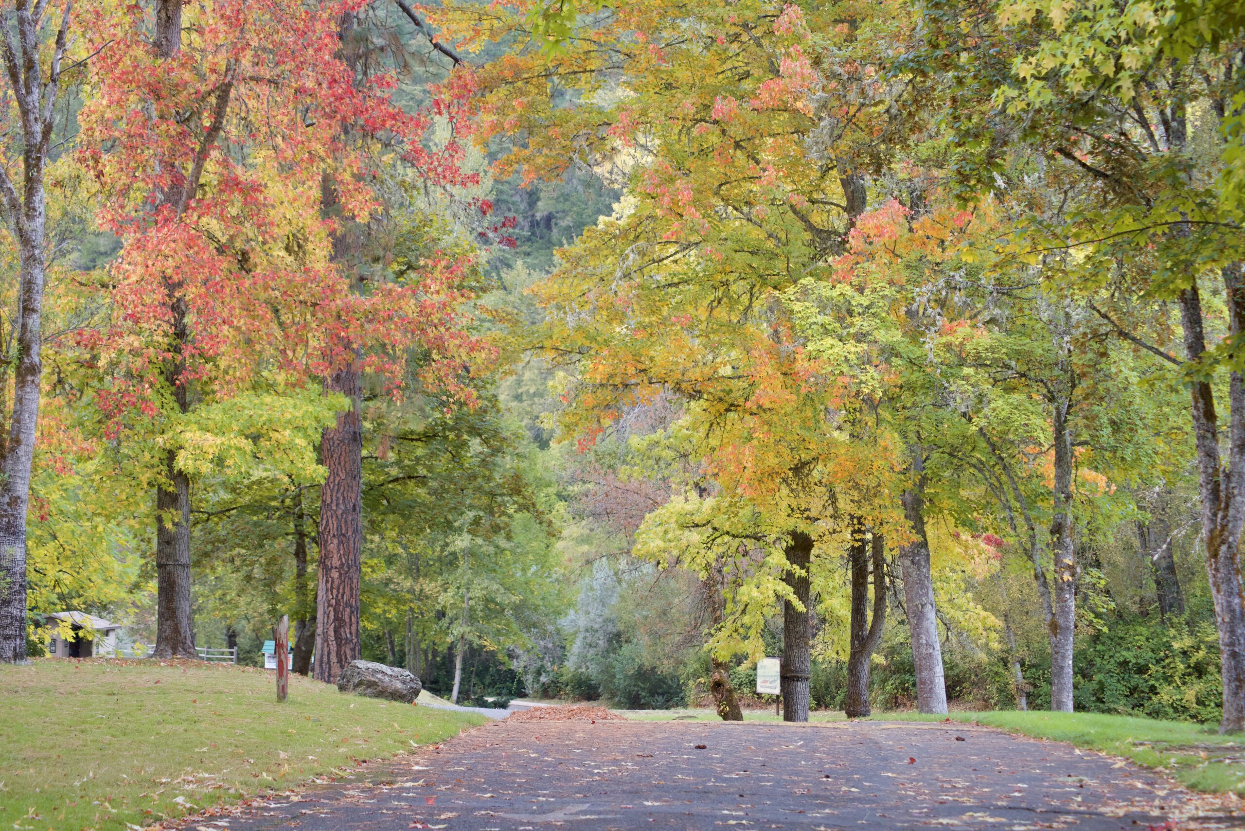 View down a road at a campground framed by tall trees with fall leaves, going from a vibrant green to a burnt orange.