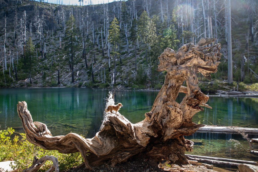 Nature Around Grants Pass