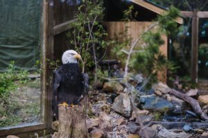 Wildlife Images Eagel on perch