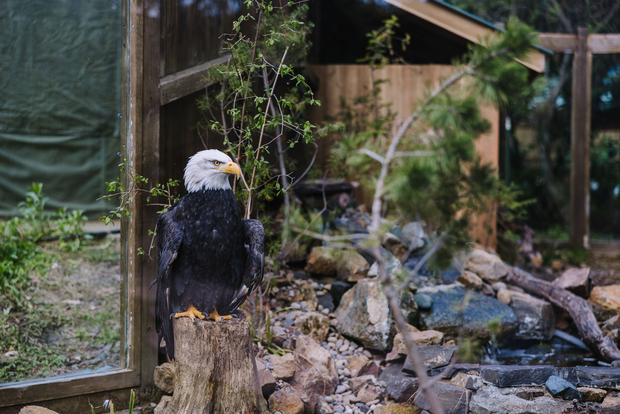 Wildlife Images Eagel on perch