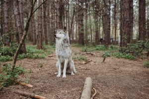 Wildlife Images Wolf