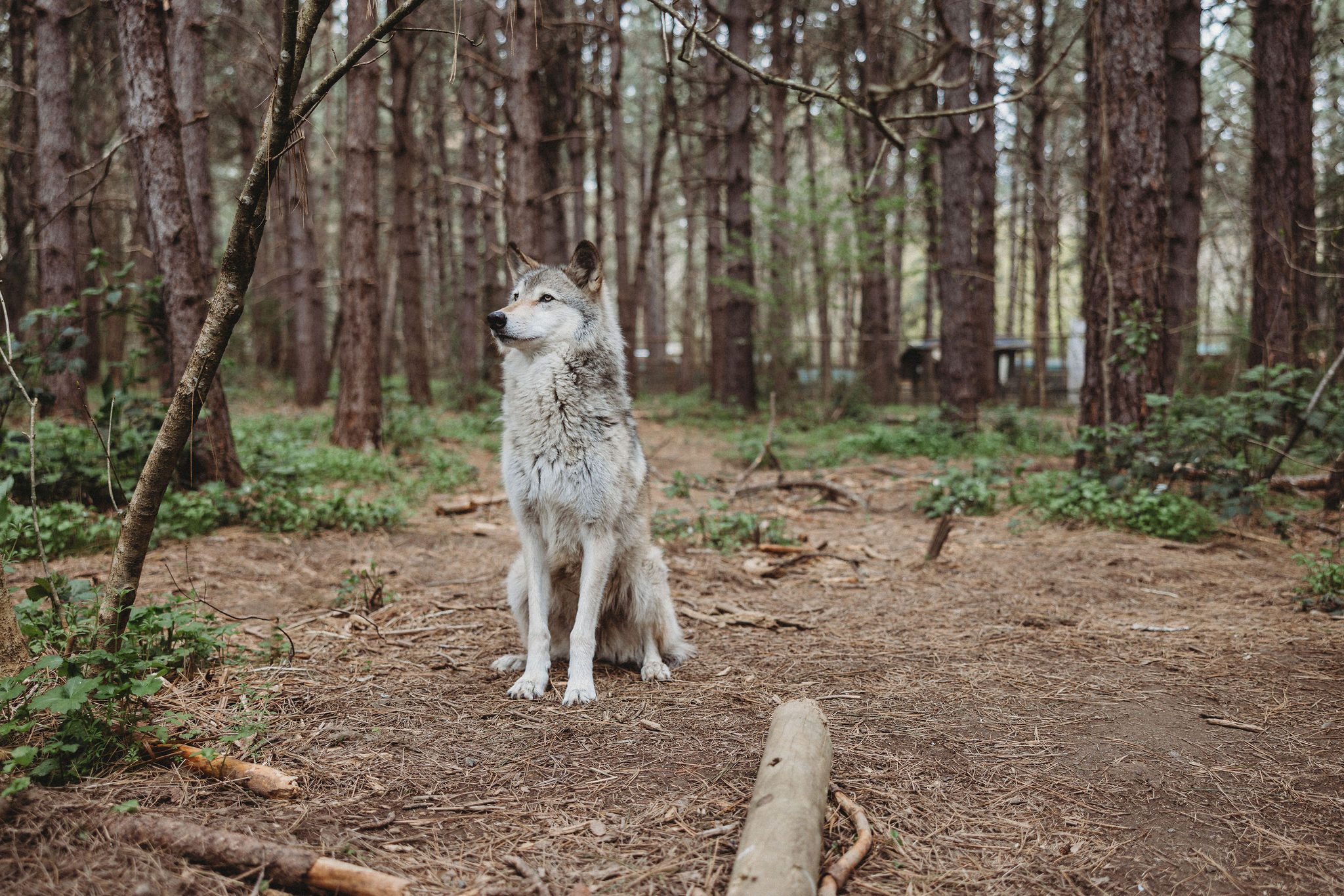 Wildlife Images Wolf