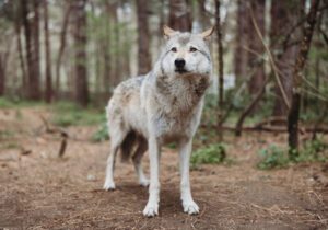 Wildlife Images Wolf
