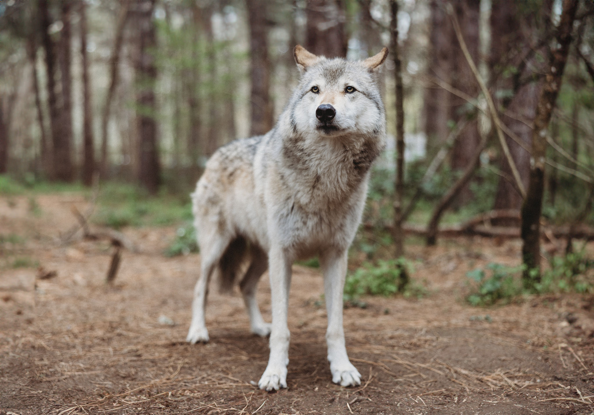 Wildlife Images Wolf