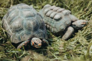 wildlife images turtles