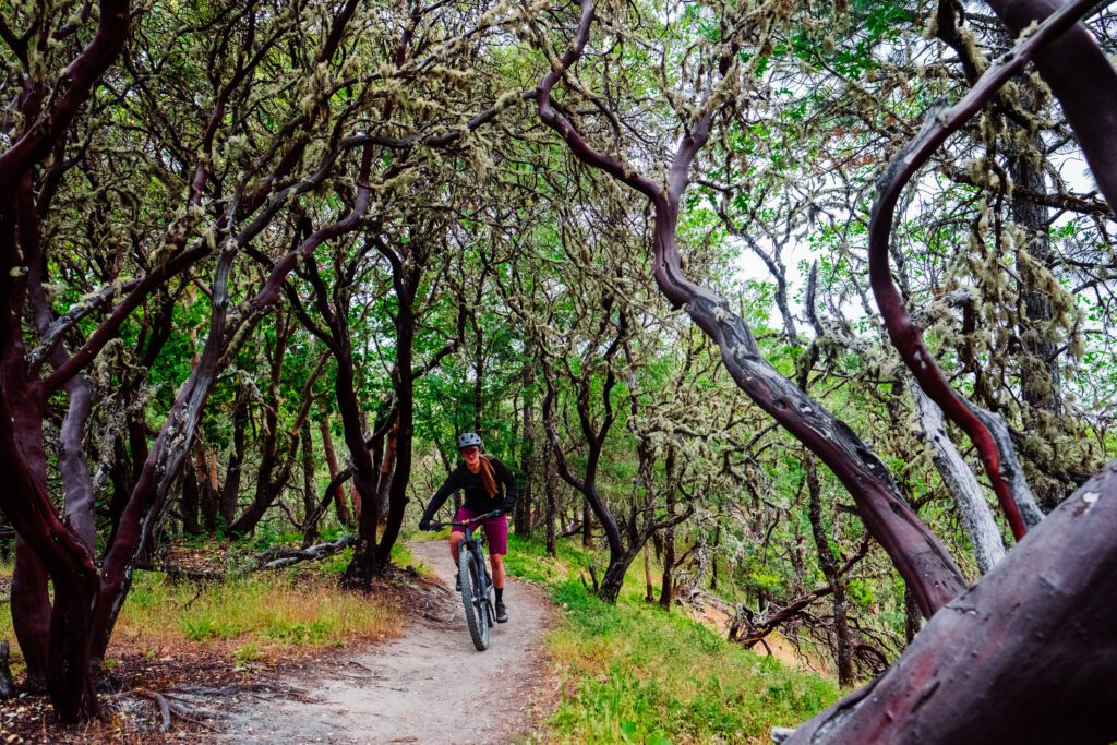 Mountain biker weaving between wavy trees.