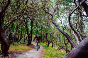 Mountain biker weaving between wavy trees.