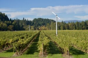 View over rows of grape vines on a vibrant sunny day in wine country, Grants Pass.