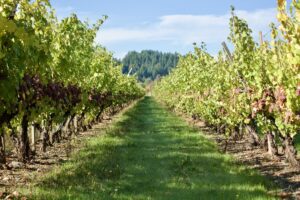 Rows of grape vines on a vibrant sunny day.