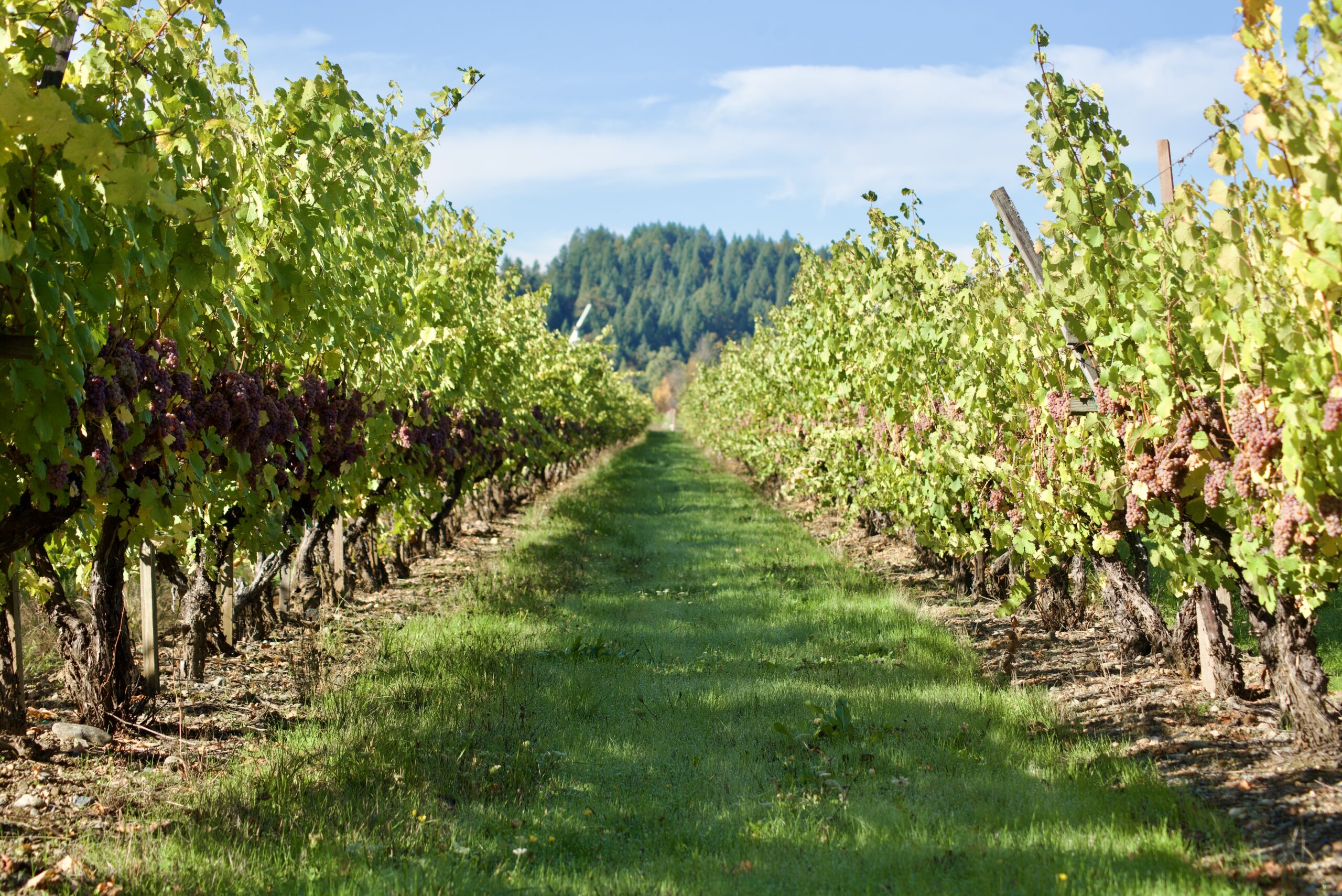 Rows of grape vines on a vibrant sunny day.