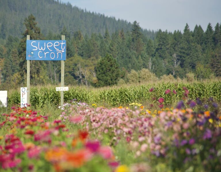 Sweet cron sign overlooking a cornfield