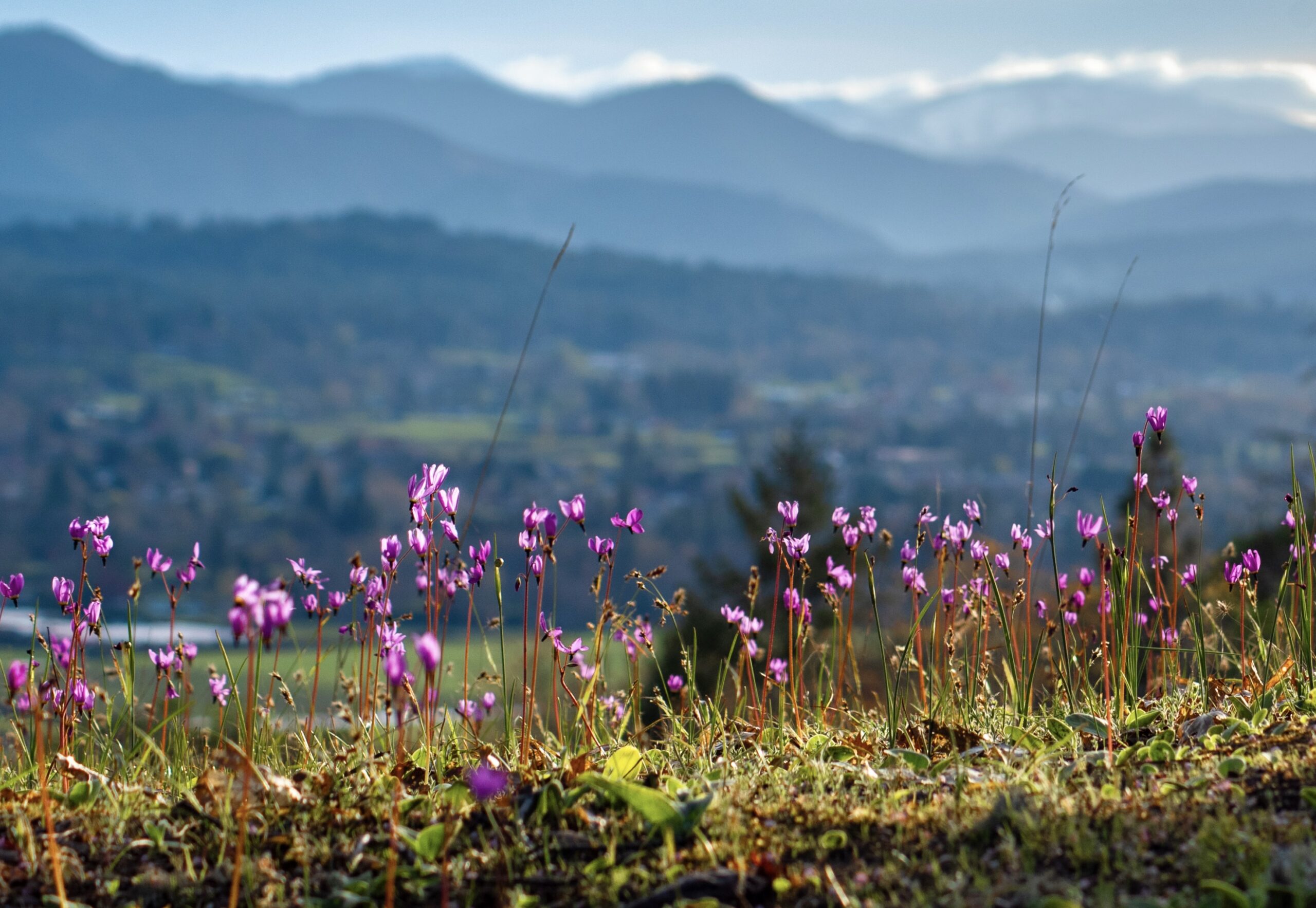 close up of pink flowers with the Rogue Valley in the background